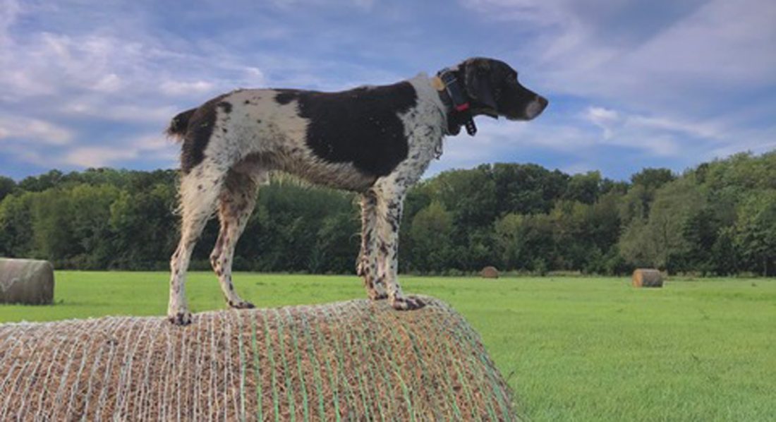 Minor improvements could come soon to Mutt Run dog park, additional offleash areas to be